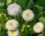 Common daisy