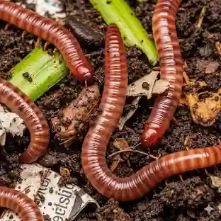 Worm