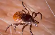 Deer tick