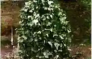 Jack in the Green