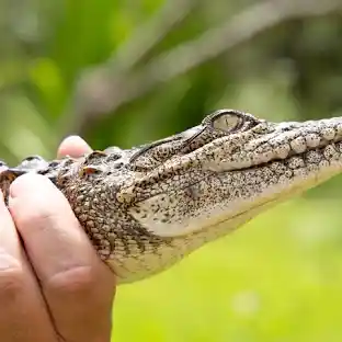 Crocodiles