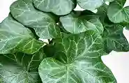 Ivy