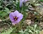Saffron