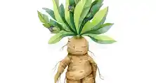 Mandragora