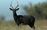 BLACK IMPALA