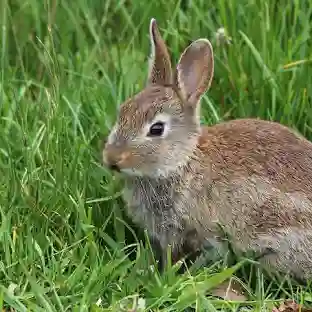Bunny