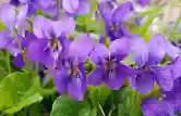Violet