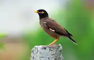 Myna