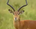 Impalas