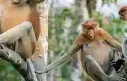 Macaco