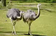 Nandu