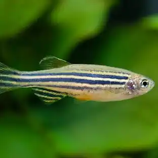 Danio