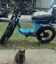 Ratkat
