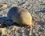 Moles