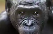 Bonobo