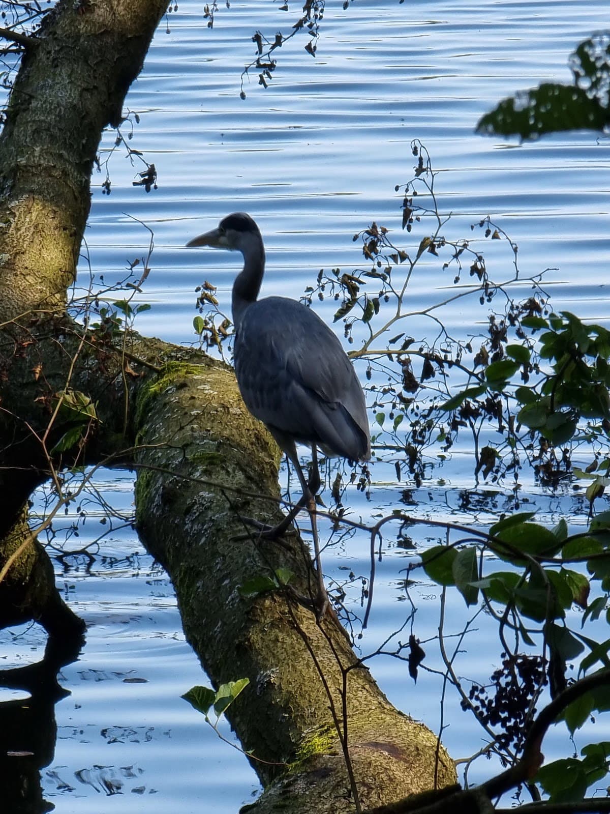 Städt. Forsthaus Wambachsee photo 2